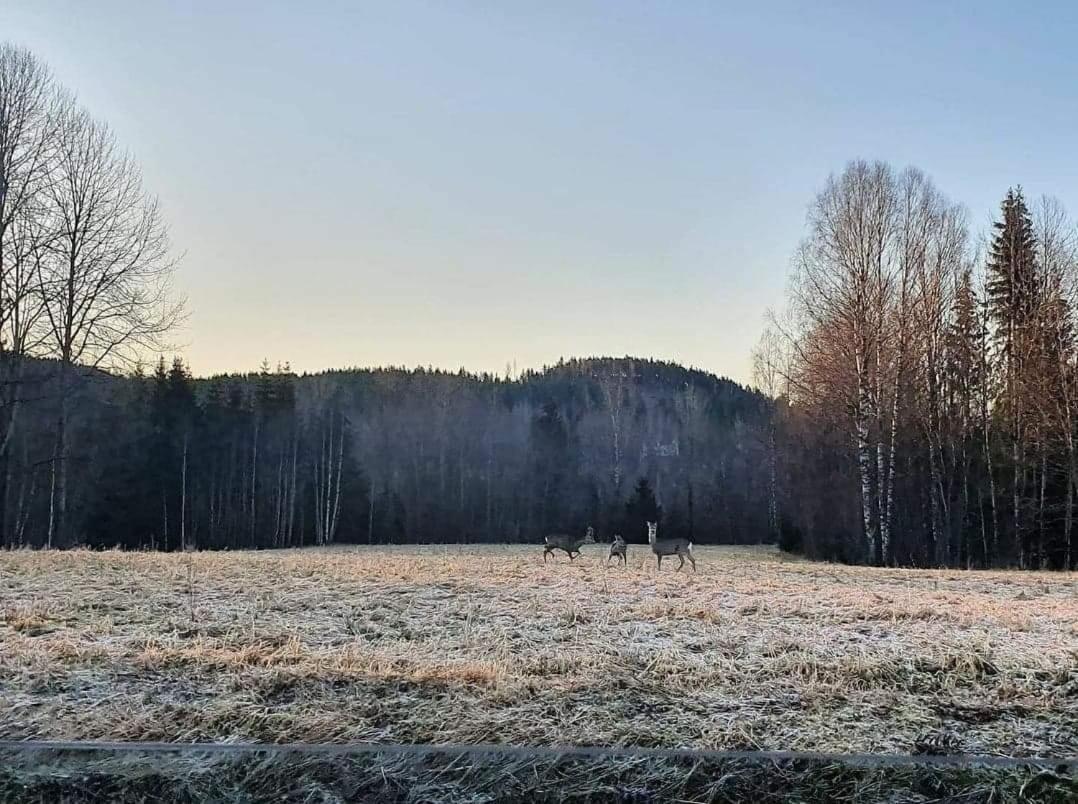 Trevlig Stuga Naera Hovfjaellet Torsby Buitenkant foto