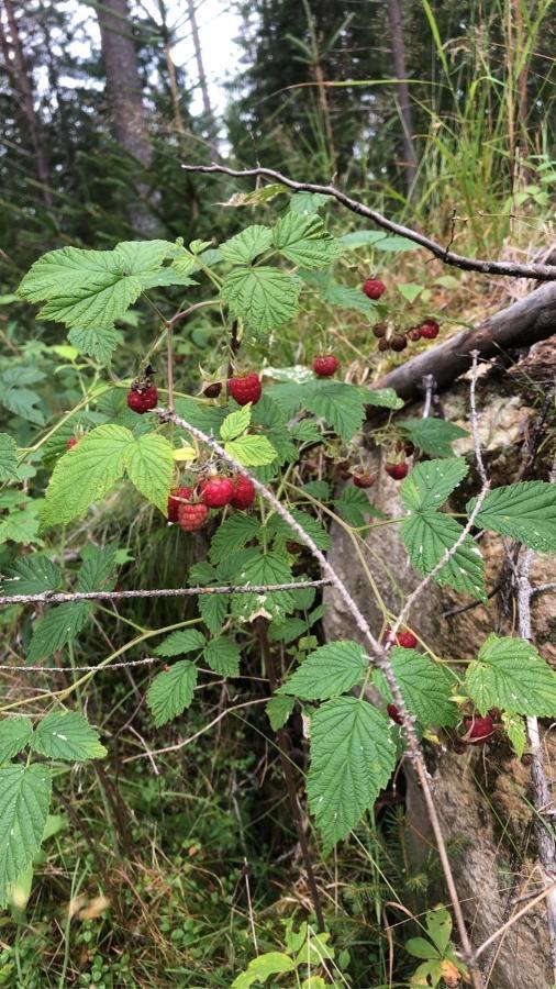 Trevlig Stuga Naera Hovfjaellet Torsby Buitenkant foto