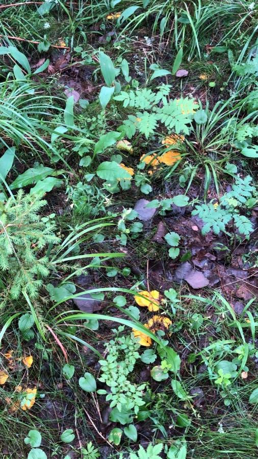 Trevlig Stuga Naera Hovfjaellet Torsby Buitenkant foto